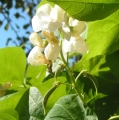 bean-flower-bean-honey