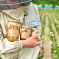 bean-honeys-straight-from-the-apiary