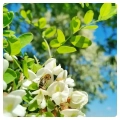 acacia-honey-bee-acacia-flower