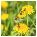 Löwenzahn-Honigbienen