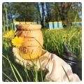 dandelion-honey-medium-from-the-apiary