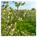 Biene-auf-einer-Blaubeerplantage-Blaubeerhonig