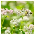 buckwheat-honey-buckwheat-flower