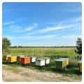 Bienenhaus-auf-einer-Blaubeerplantage-Blaubeerhonig
