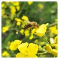 bee-apiary-rapeseed.webp