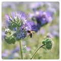 phacelia-honey-bee