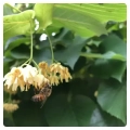 linden-honey-linden-flower
