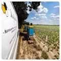 bean-honey-straight-from-the-apiary