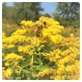 Goldrutenblüte-Goldrutenhonig-Pollen
