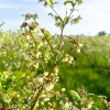 miod-borowkowy-z-plantacji-borowki-amerykanskiej-skarby-roztocza-miody.webp