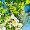 miod-akacjowy-robinia-akacjowa-pszczola-kwiat-pasieka.webp