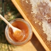 miel de foret texture rucher skarby roztocza