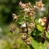 miel de framboise abeille fleur de framboise plantation