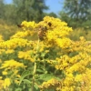 miel de verge d'or abeille rucher