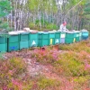 miod-wrzosowy-pasieka-skarby-roztocza-miody.webp