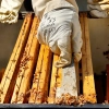 kit-pszczeli-propolis-ul-ramki.webp