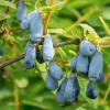 haskap berry on the bush skarby roztocza