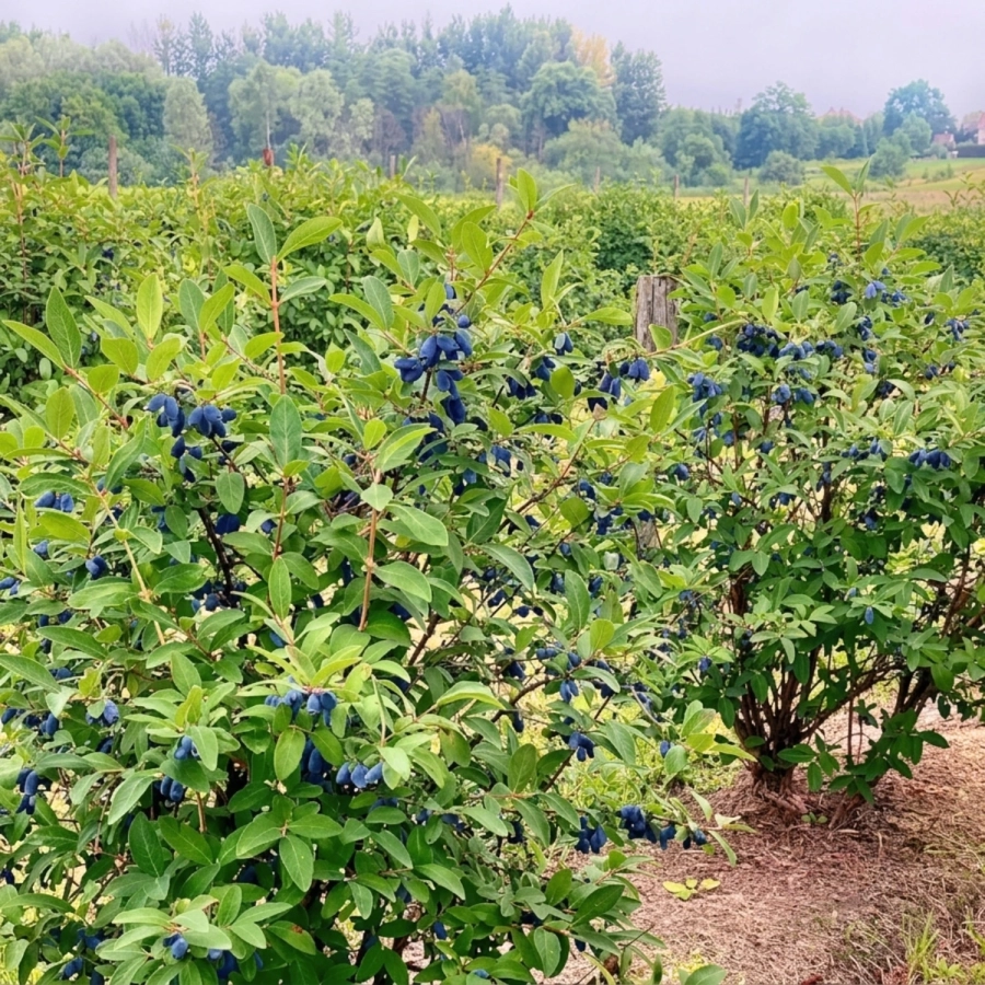 haskap berry bushes 2 (1)