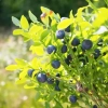 wild bilberry juice 100 percent