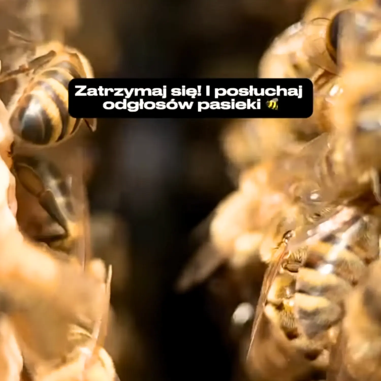 sniadnaie-z miodem-miody-z-pasieki-skarby-roztoc
