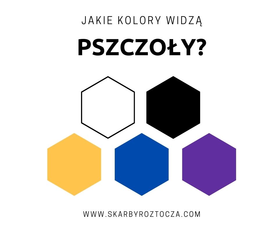 Jakie kolory widzą pszczoły?