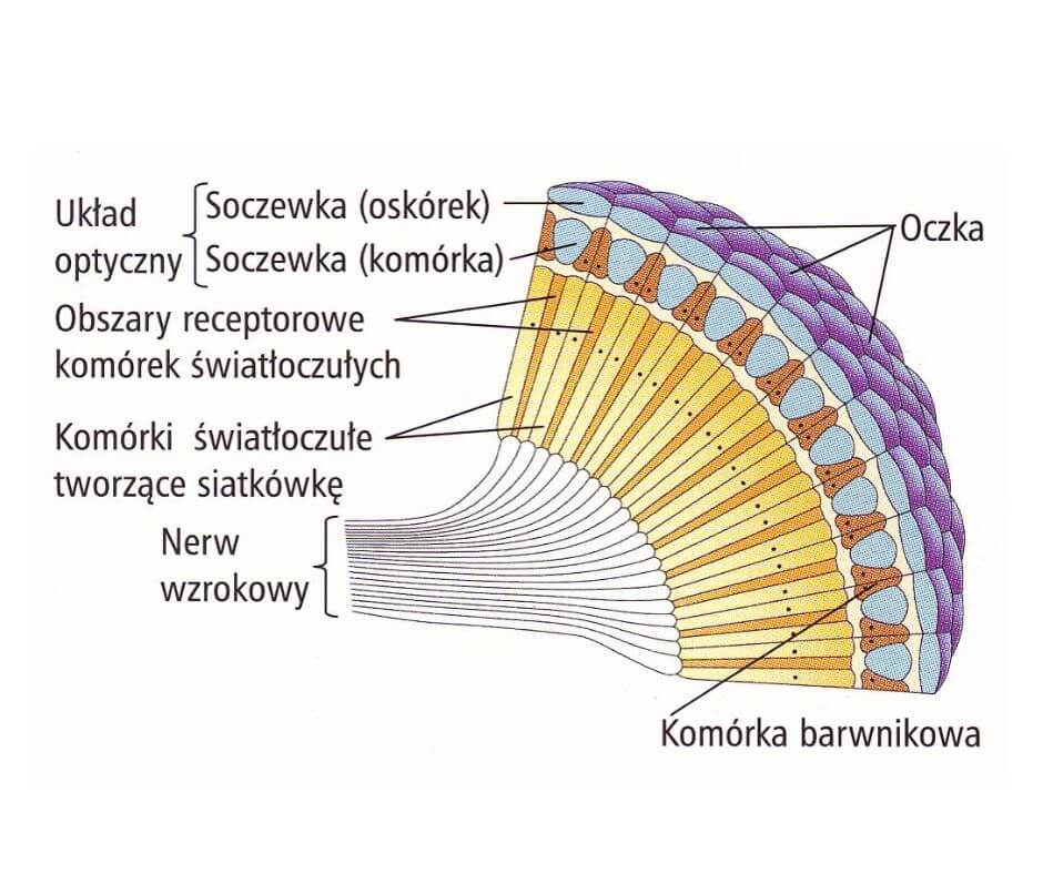 budowa-pszczelego-oka
