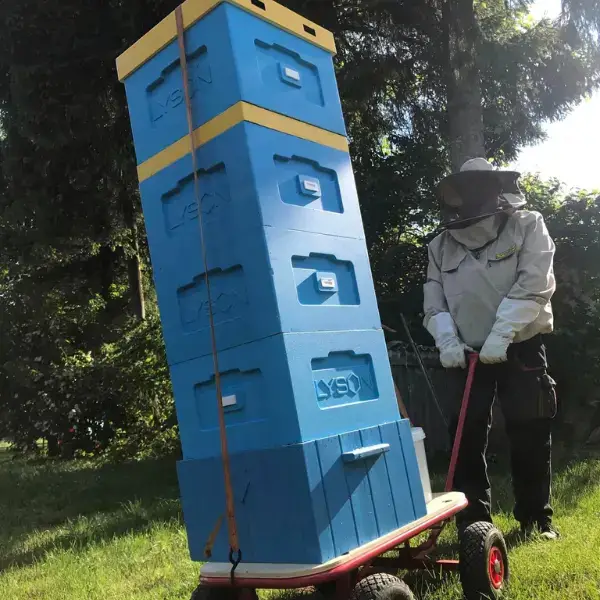jak-powstaje-miod-zasklepiona-transportowanie