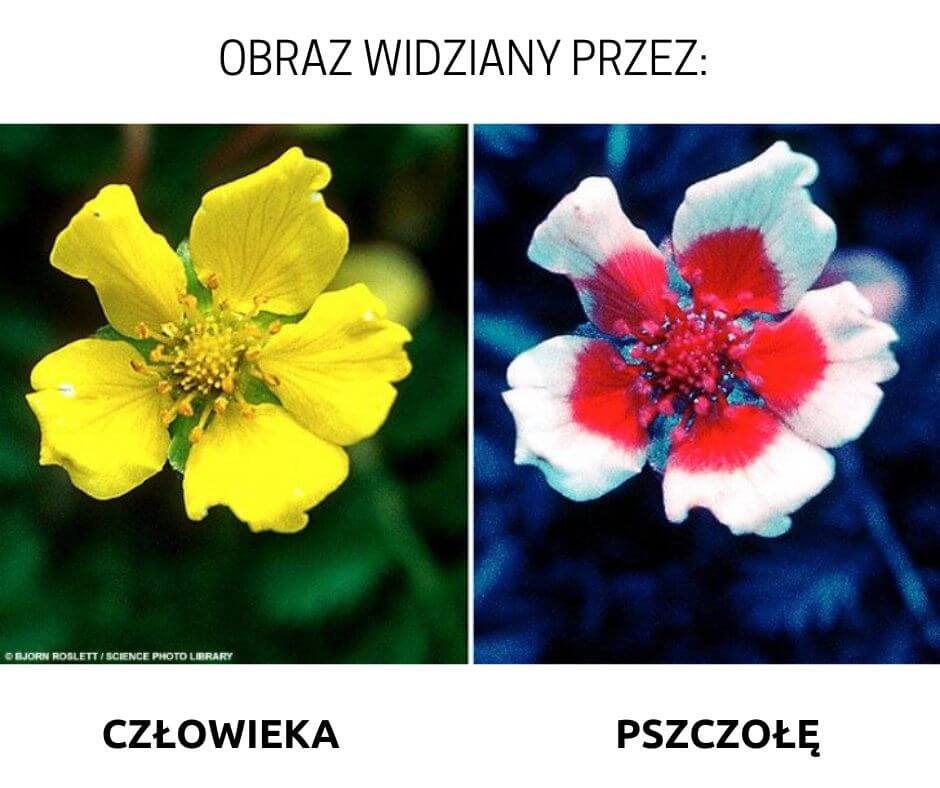 obraz-widziany-przez-pszczoly