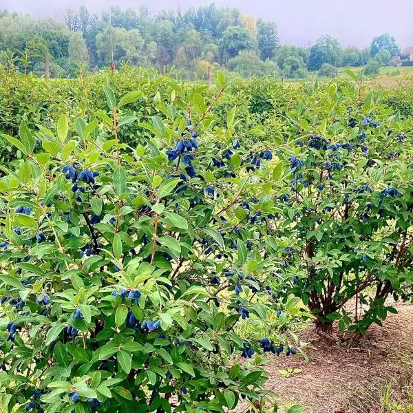 sok-z-jagody-kamczackiej-naturalny-100%