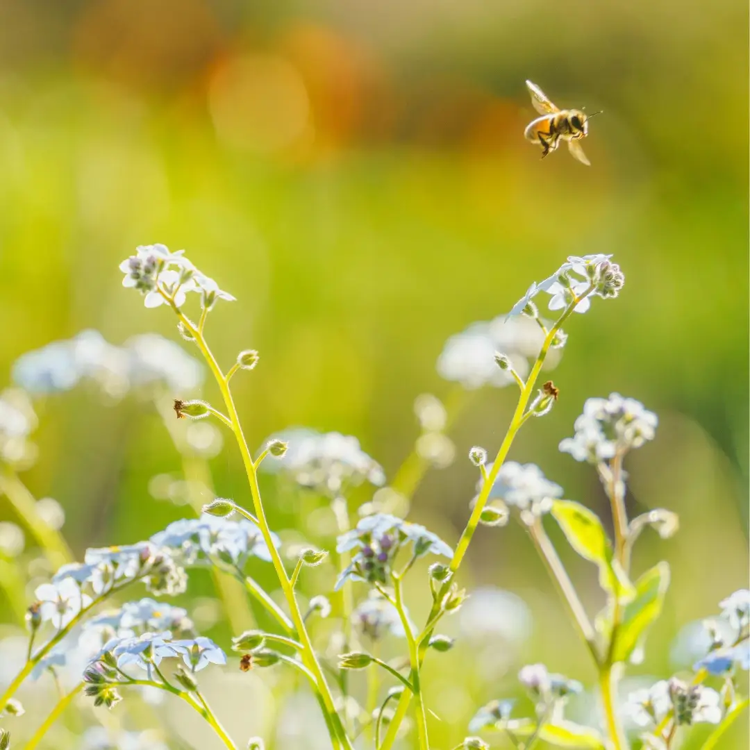 Jak można pomóc pszczołom w swojej okolicy? Proste działania, które realnie wspierają zapylacze